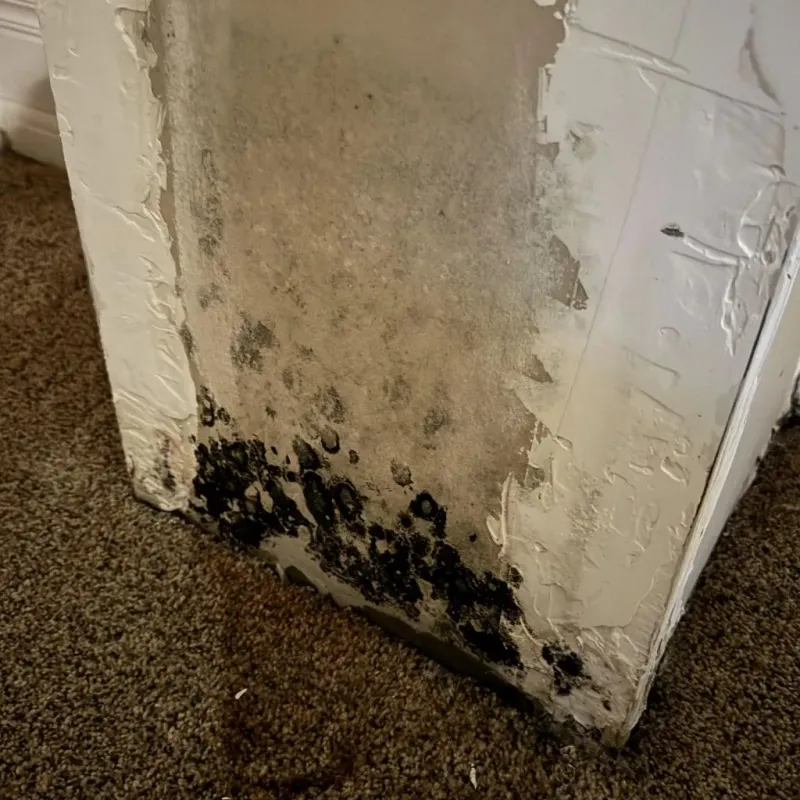 Professional Mold Removal in Broome County, NY